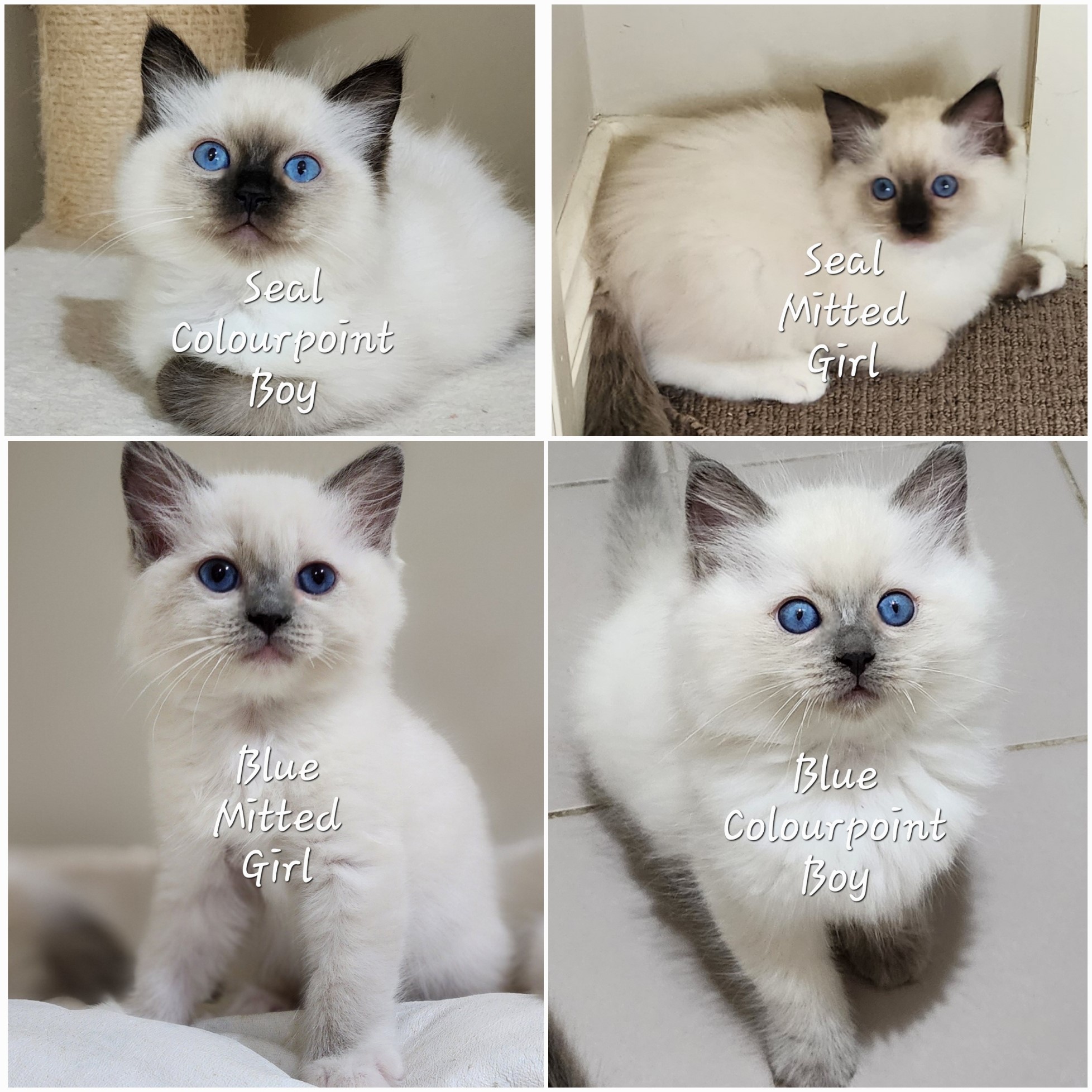 Dollcatz Ragdolls APr25